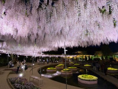 Le parc floral d'Ashikaga (Ashikaga Flower Park)