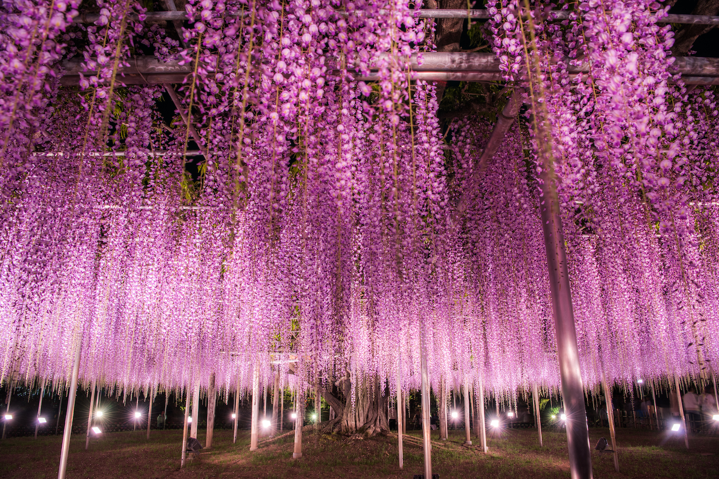 Le parc floral d'Ashikaga (Ashikaga Flower Park) Le parc floral d'Ashikaga (Ashikaga Flower Park)