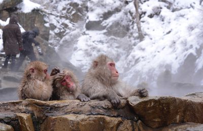 singes japonais dans les onsens