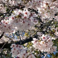 Sakura : Visite de Tokyo avec un guide le 25 mars 2024
