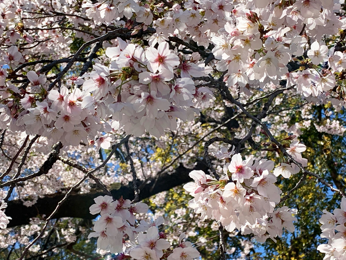 Hanami 花見 : contempler les fleurs de cerisier sakura