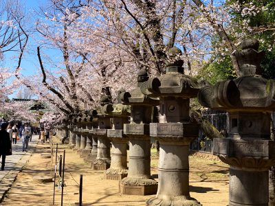 Cerisiers Ueno