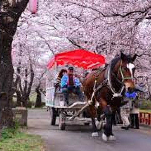 festival sakura
