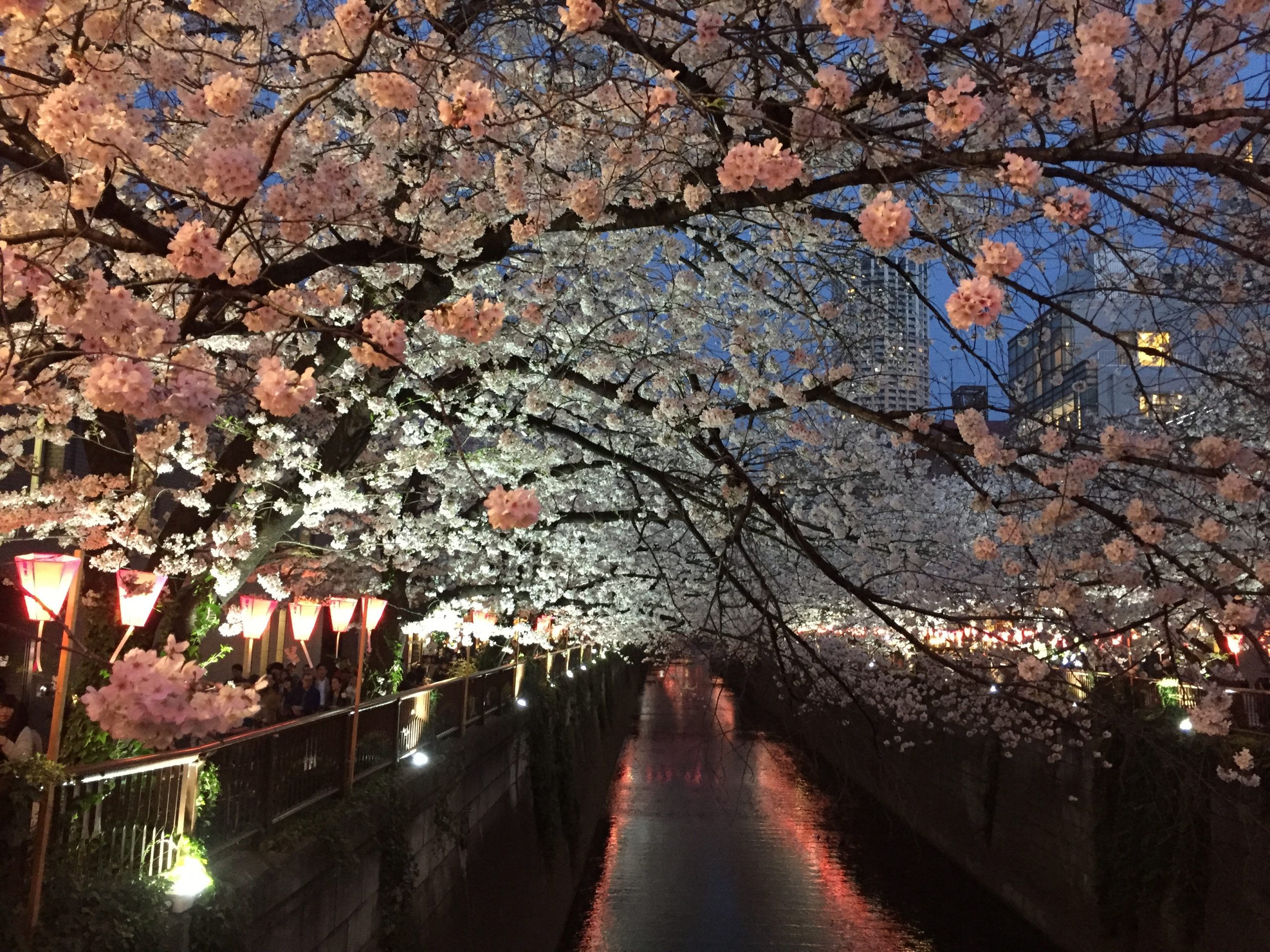 Le Temps des Cerisiers au Japon 2024 en 14 jours