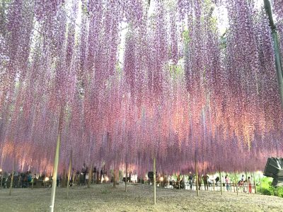 Découvrir les belles fleurs saisonnières de Tokyo à partir de 2 pers