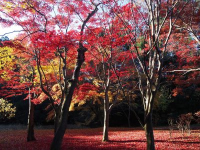 Découvrir les belles fleurs saisonnières de Tokyo à partir de 2 pers