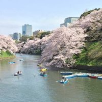 Sakura : Visite de Tokyo avec un guide le 25 mars 2024