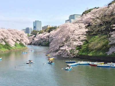 Les fleurs de cerisier Sakura, 桜