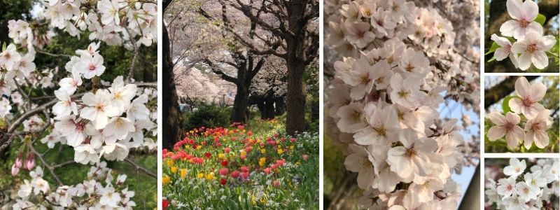 Les fleurs de cerisier Sakura, 桜